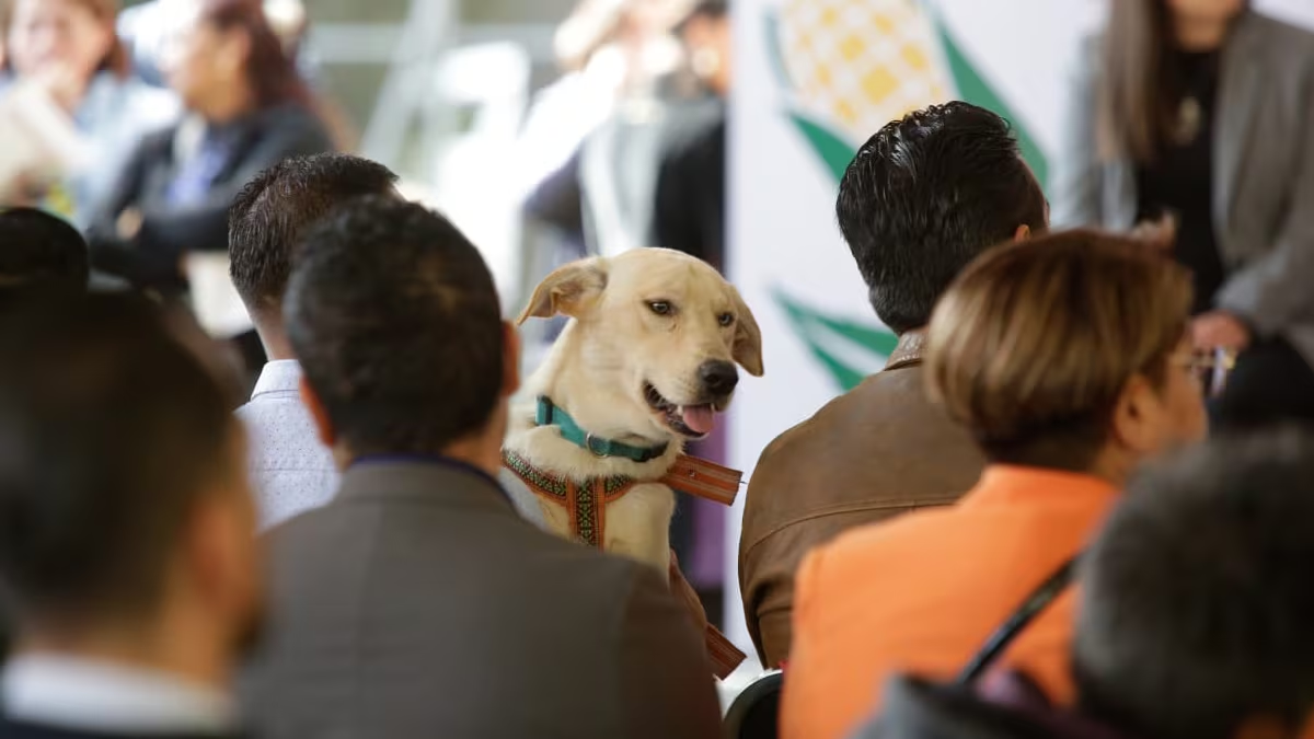 Dan a conocer un plan integral de bienestar animal para la CDMX