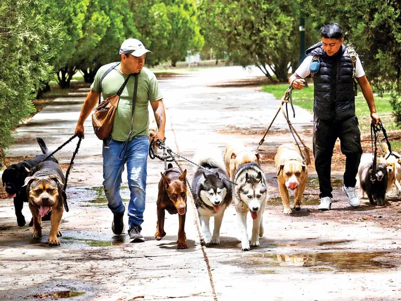 Padrón de paseadores de perros queda fuera del Plan Integral