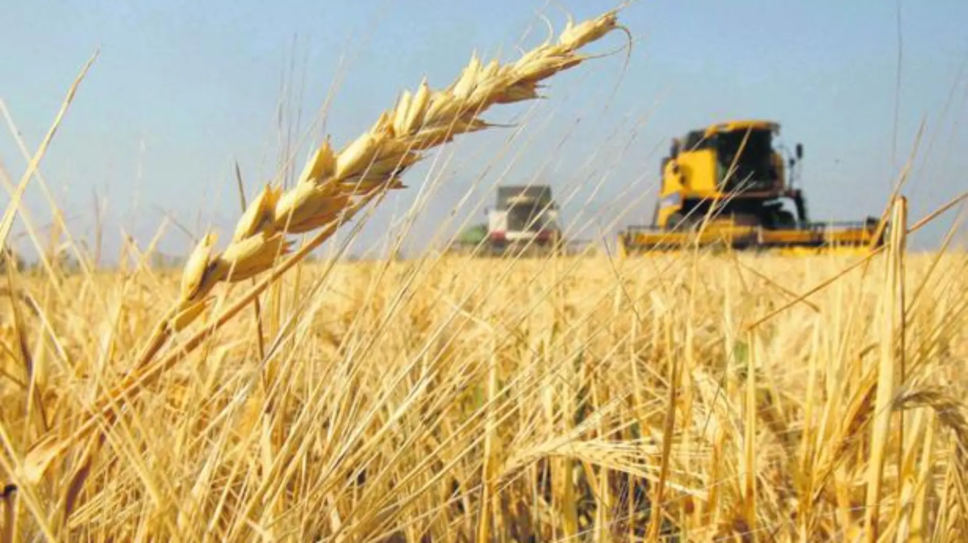 Para este año, México importará, por primera vez trigo cristalino por baja producción: AOASS