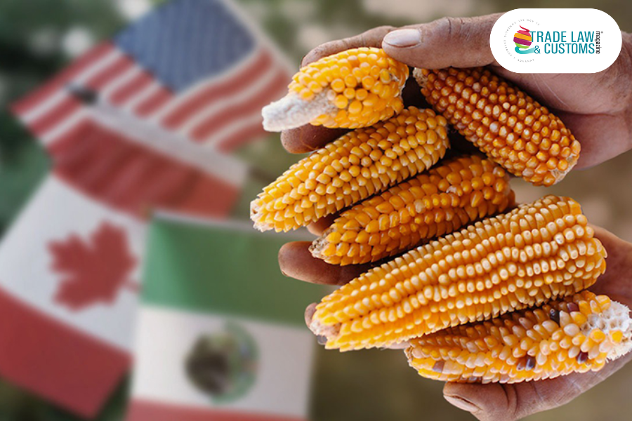 México cumple con panel del T-MEC: deroga prohíbición para maíz transgénico, preven cáncer para mexicanos