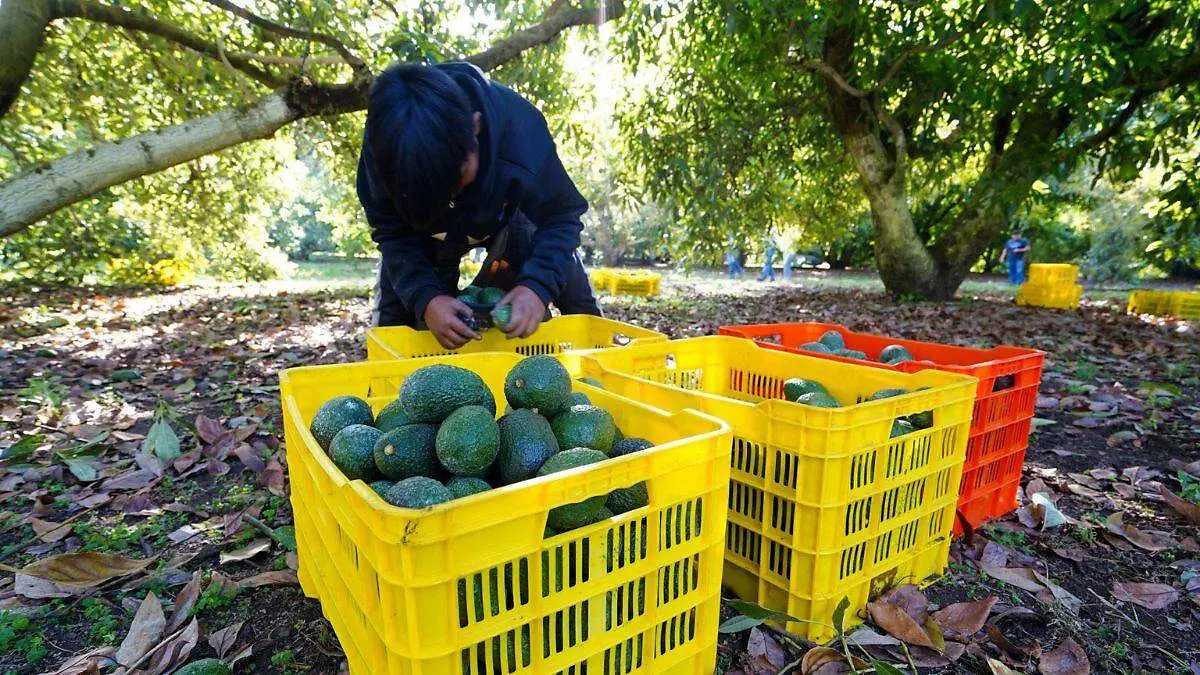 Productores de aguacate quieren diversificar sus exportaciones, pese a los aranceles de Trump