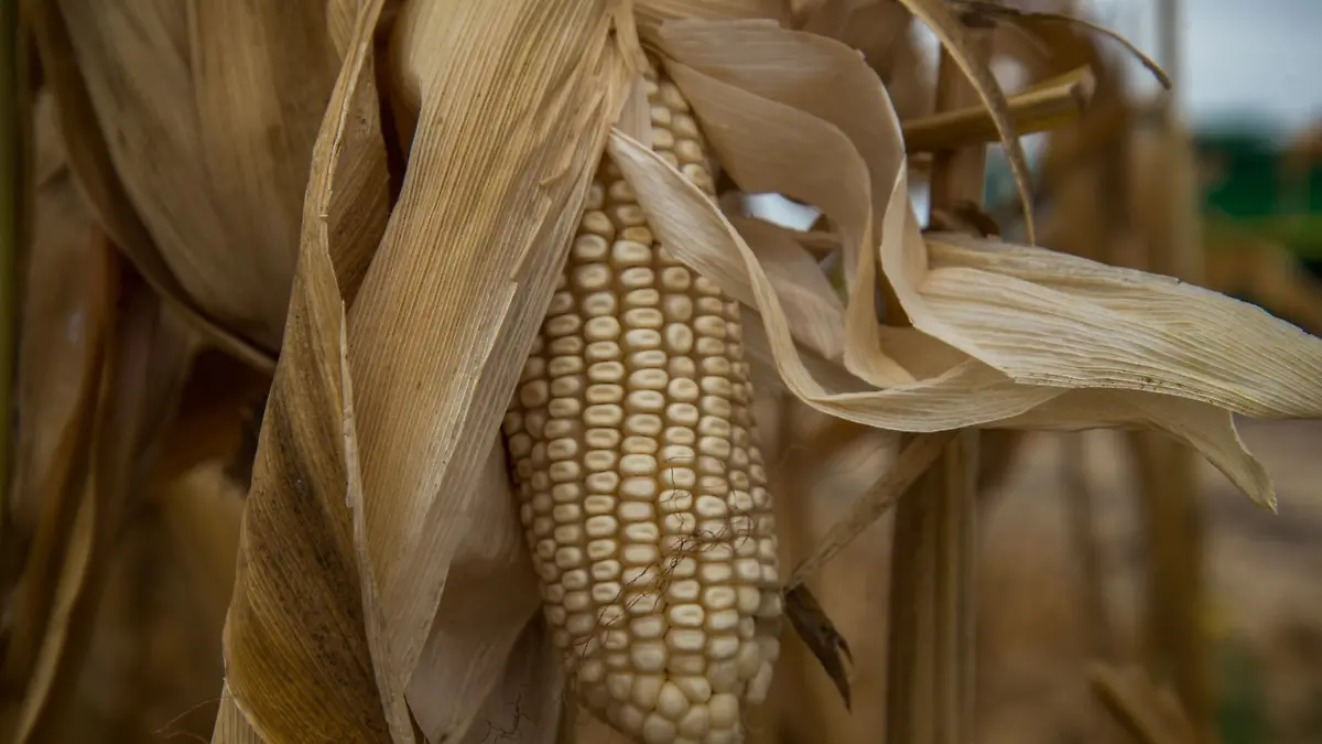 México no cuenta con reservas técnicas de granos básicos