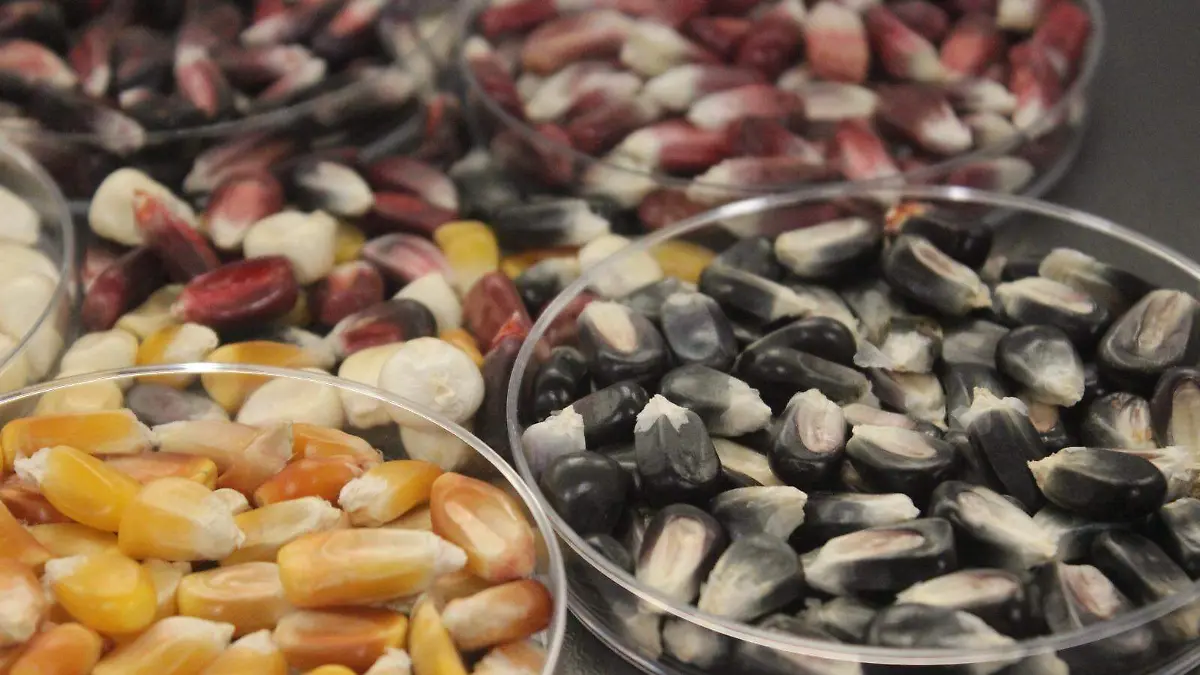 Edomex inicia la siembra y el cultivo de maíz nativo en cinco regiones