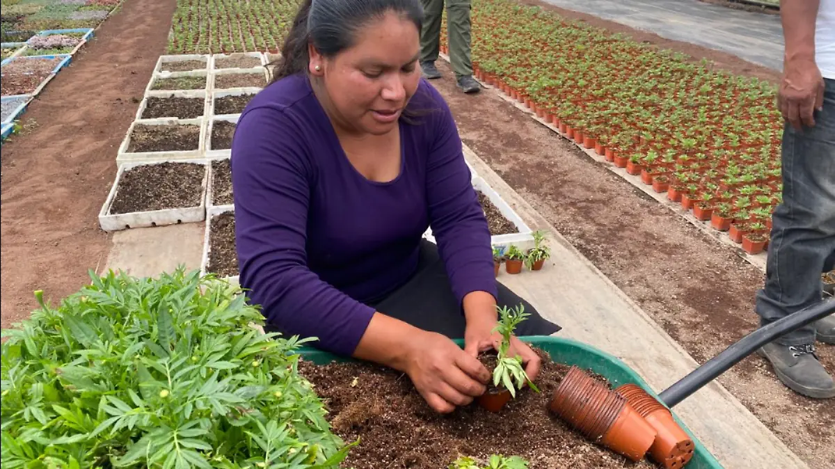 Secretaría de Agricultura pone en marcha el programa “Cosechando Soberanía”