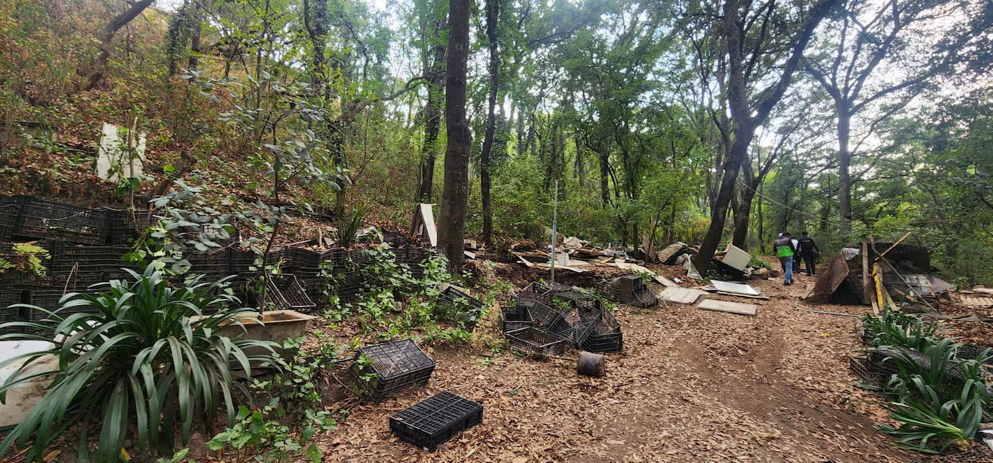 Sedema recupera área de valor ambiental en la Barranca de Atzoyapan, en Álvaro Obregón