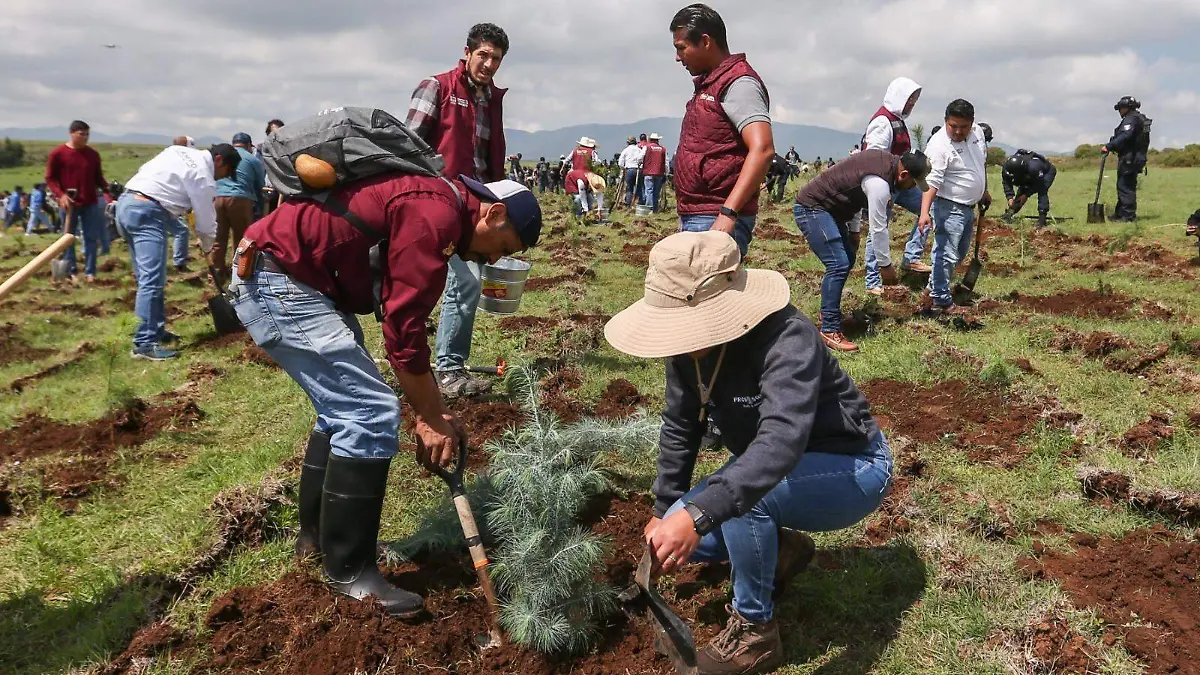 cinco mil hectáreas en todo el territorio mexiquense, el Gobierno del Estado de México