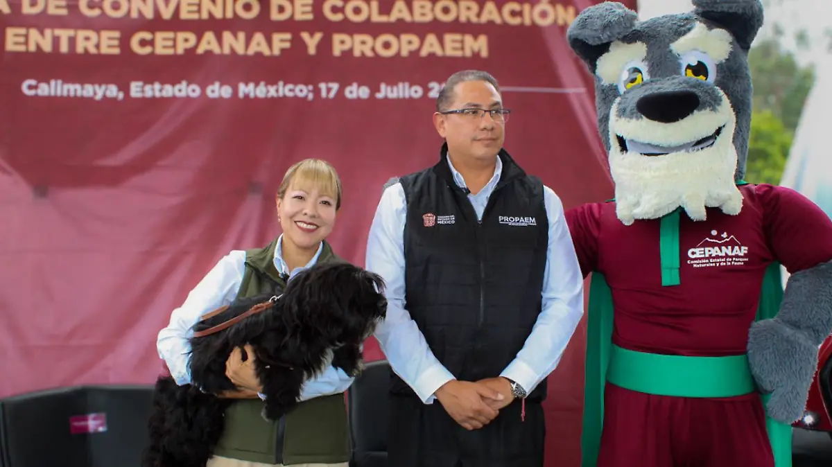 Edomex crea estrategia de captura, esterilización y adopción de lomitos y michis callejeros