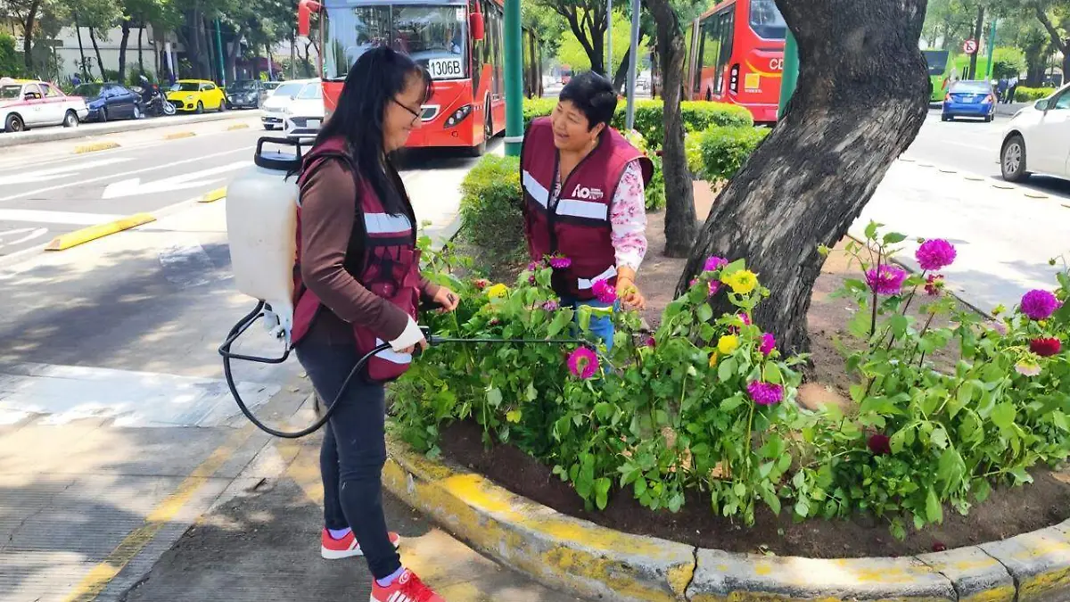 Álvaro Obregón coloca Dalias sobre Insurgentes Sur para mejorar la imagen de la avenida