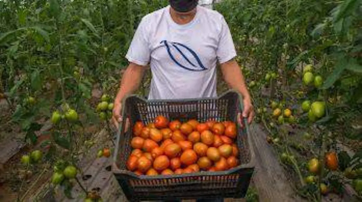 Las secretarías de Economía y Agricultura establecieron precios mínimos de exportación para el tomate fresco