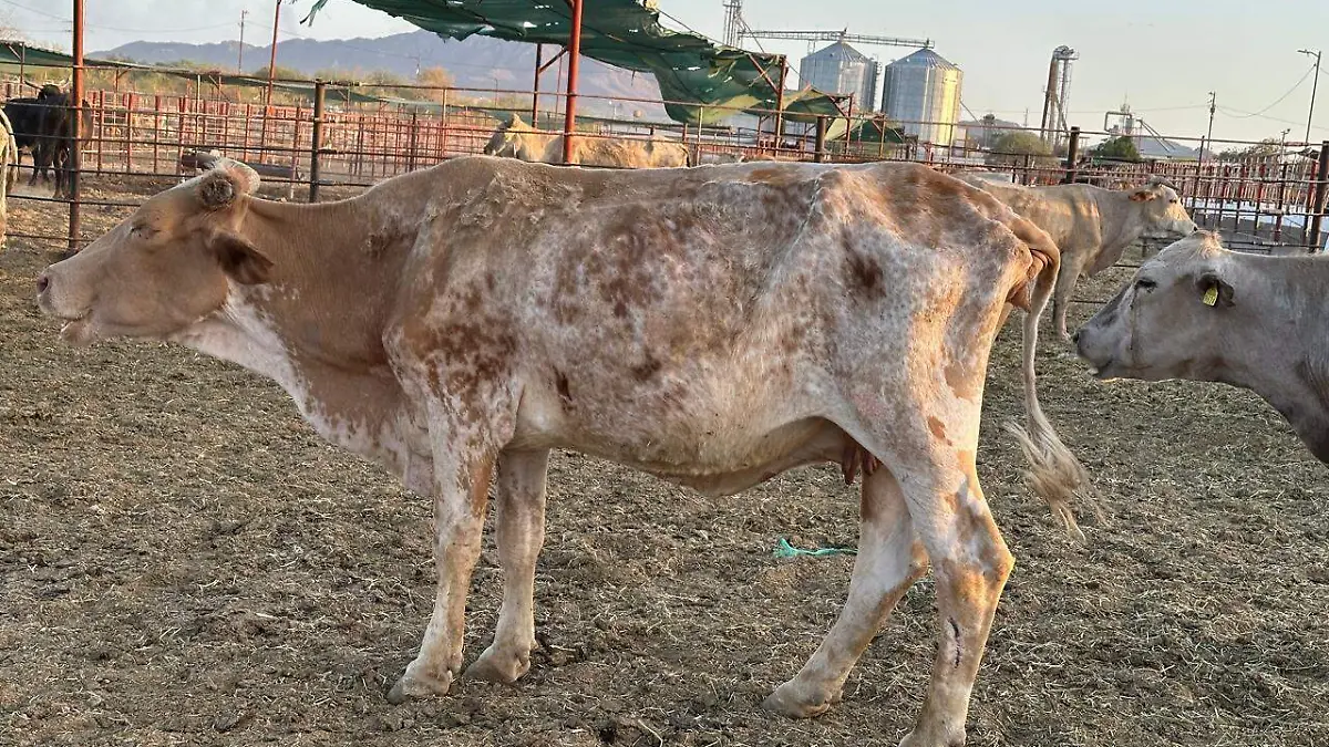 Gusano barrenador dispara costos de carne en México
