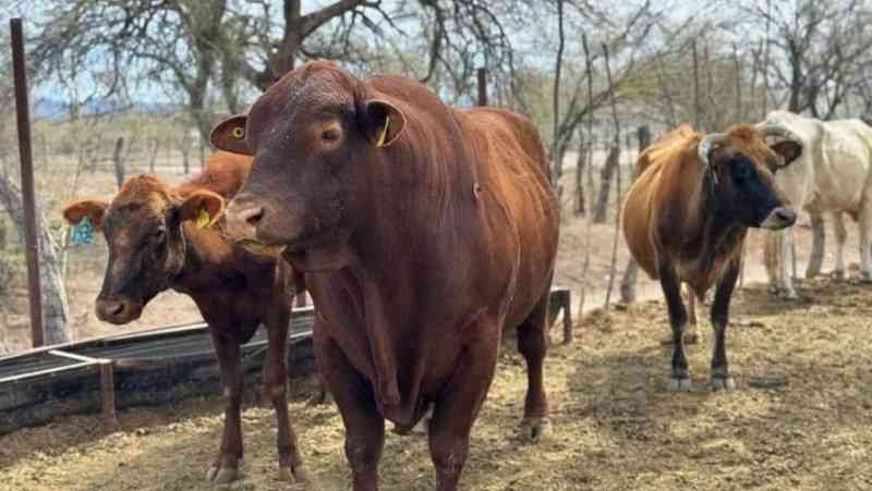 UNTA demanda el cierre de frontera sur al tráfico ilegal de ganado contaminado con gusano barrenador y suspende r importaciones de bovinos de Centroamérica