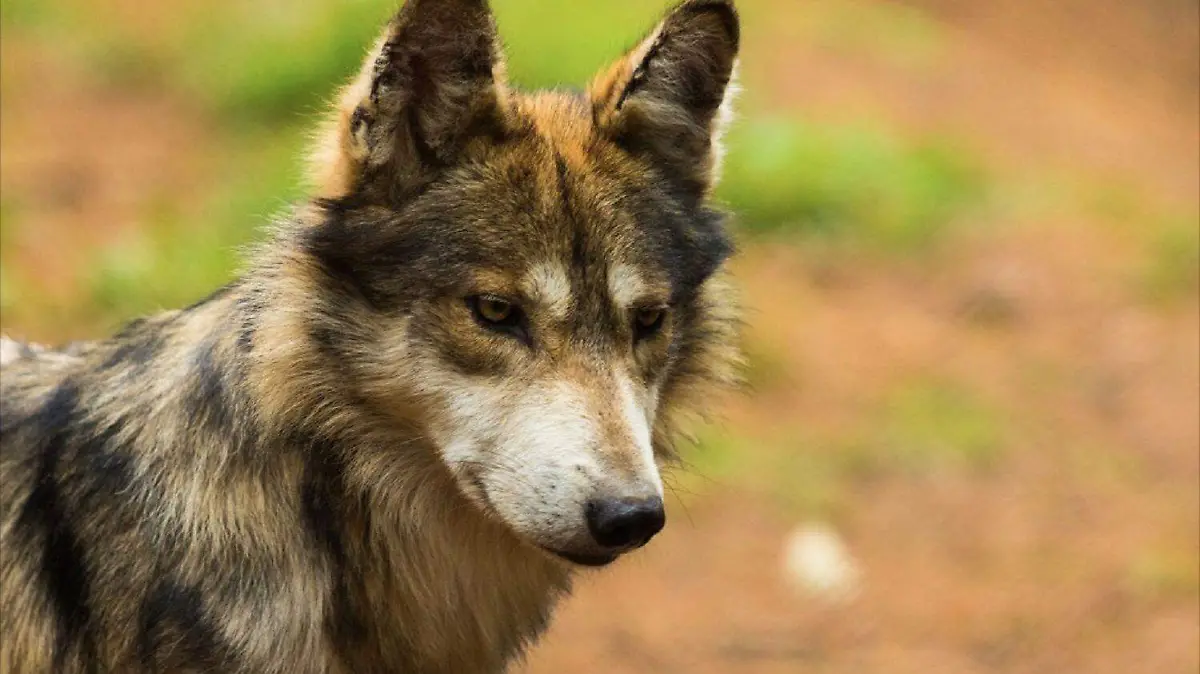 Estado de México, pilar en la vida del Lobo Mexicano
