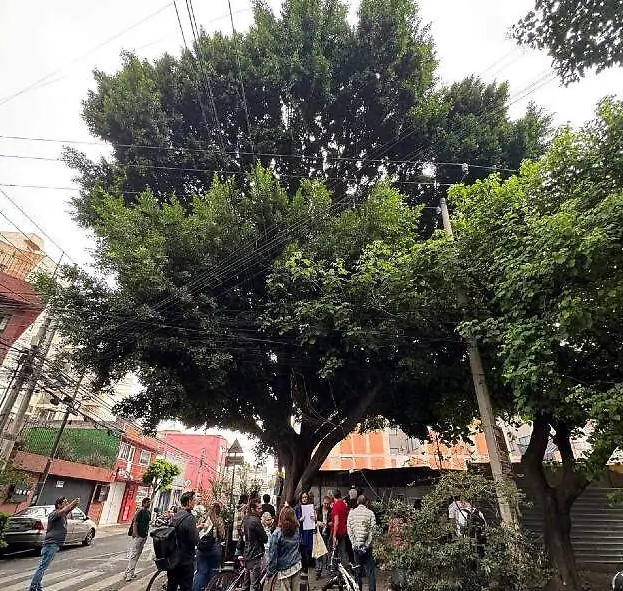 Laureano, el árbol que desafió al poder y ganó gracias a la lucha vecinal