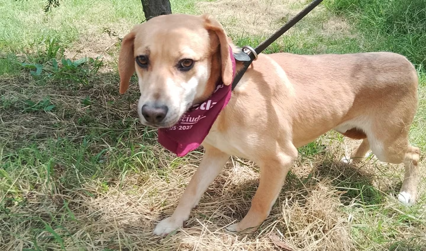 Tlalnepantla convoca a feria de adopción de mascotas rescatadas