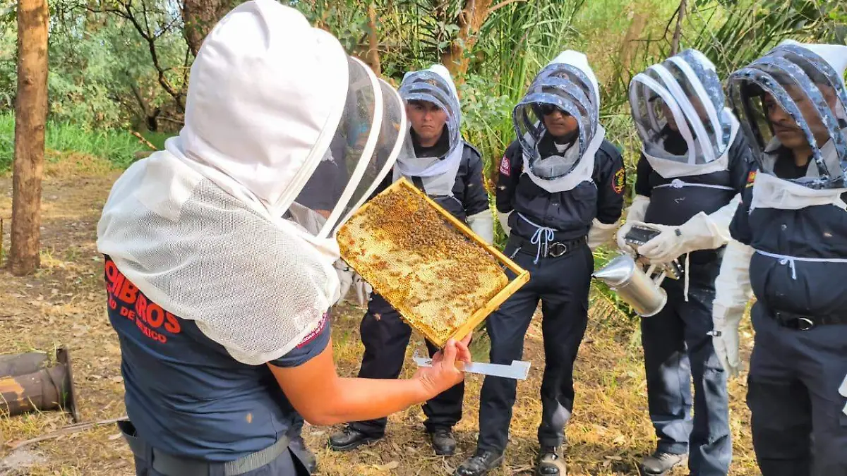 Bomberos CDMX se especializan en rescate y conservación de abejas