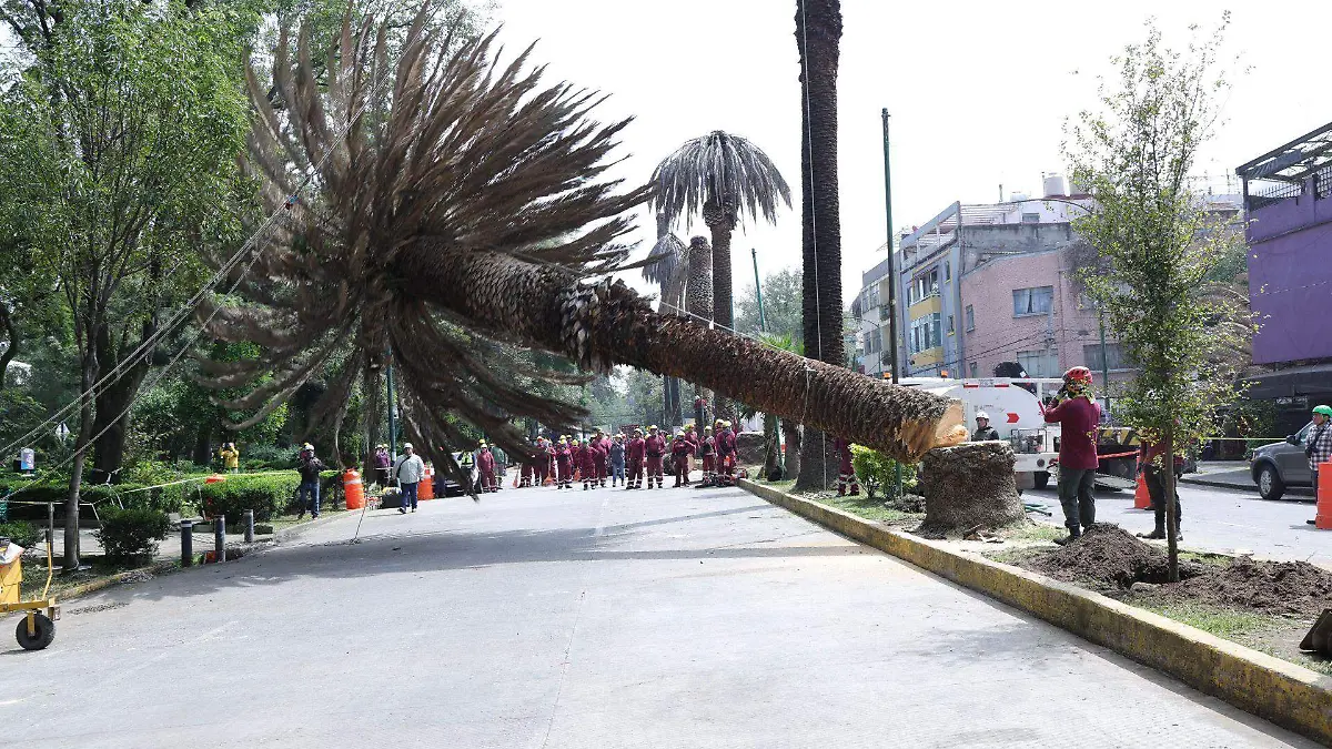 Alcaldías deben hacerse responsables de árboles plantados en cada demarcación: Congreso CDMX