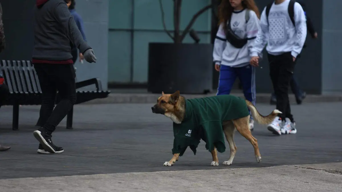 CDMX lanza recomendaciones para proteger a mascotas del frío