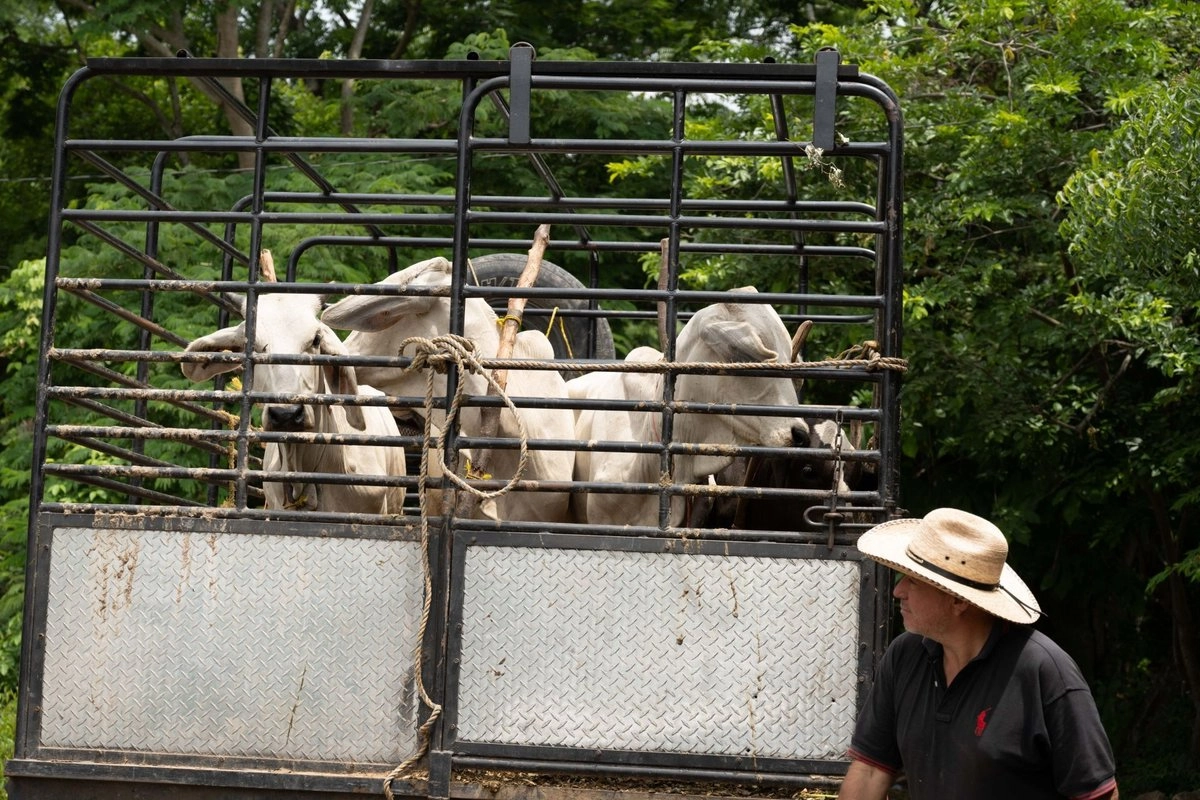Gusano barrenador hizo perder al sector pecuario al menos 700 millones de dólares
