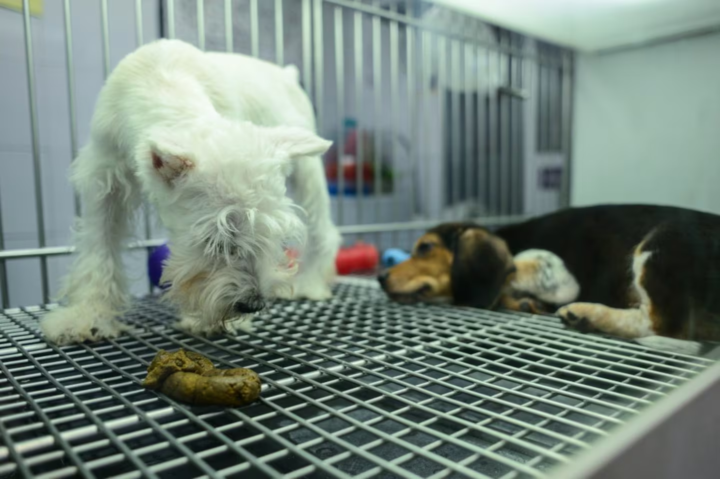 Congreso de la CDMX prohíbe exhibición de animales en vitrinas