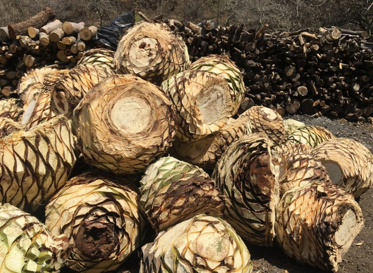 Camionero arrasa con vida de un biker en la México-Pachuca Industria tequilera busca mejorar prácticas de trat amiento de aguas residuales