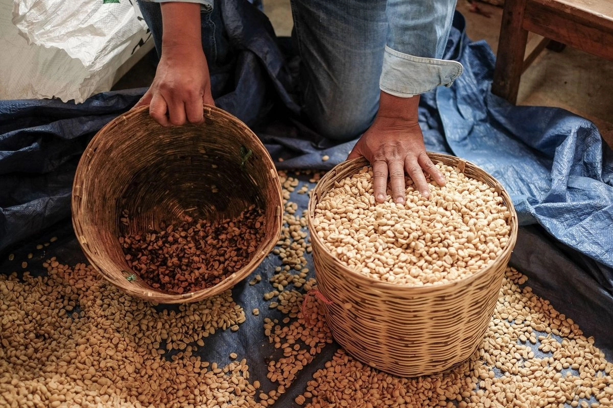 El DOF publica Ley de Desarrollo Sustentable de la Cafeticultura