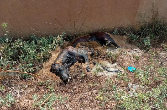 Hallan a mujer devorada por perros recostada en la tumba de su hermano, pasó en la GAM