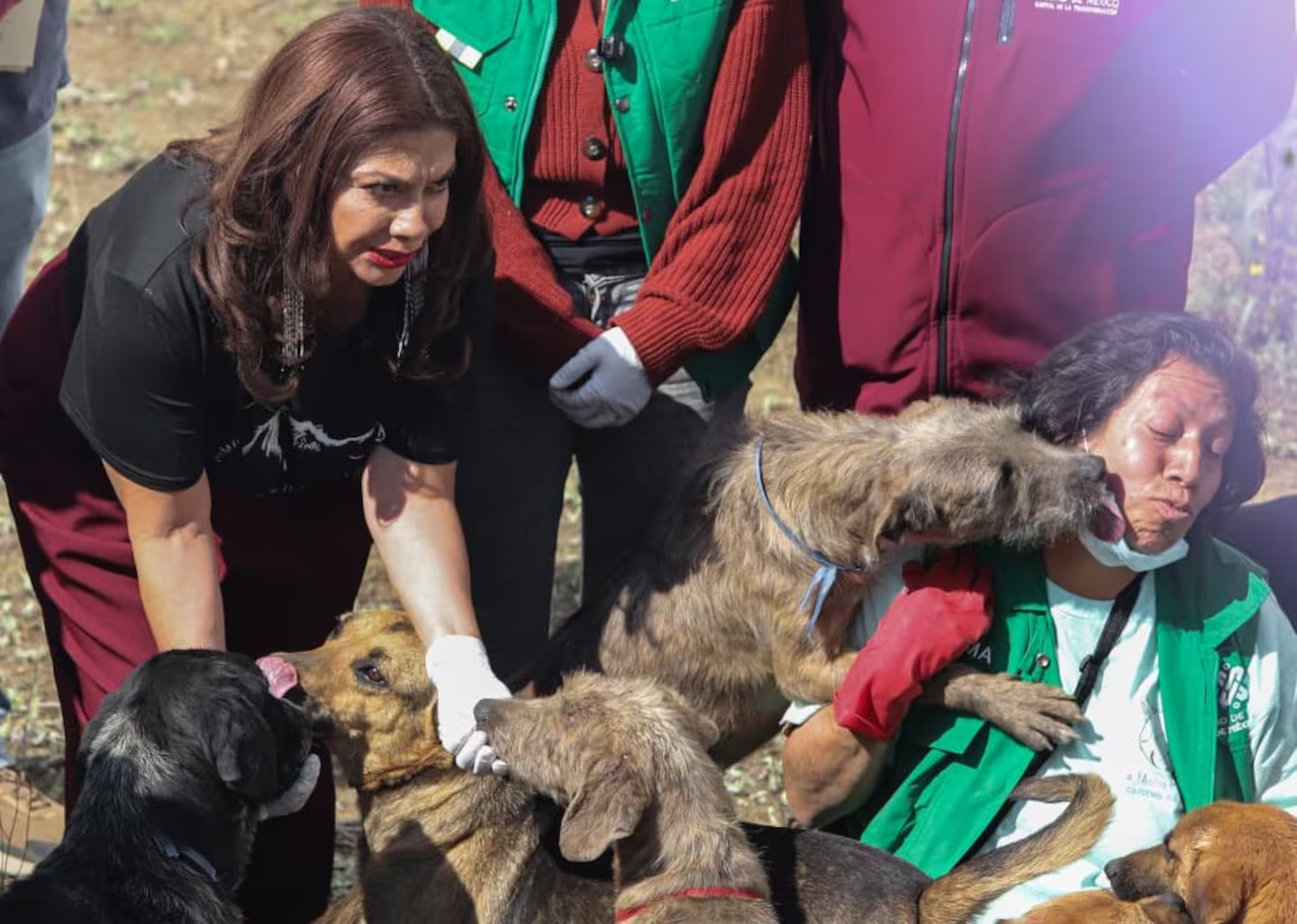 Trasladan a refugio del Ajusco a 304 perros rescatados de predio en Cuajimalpa