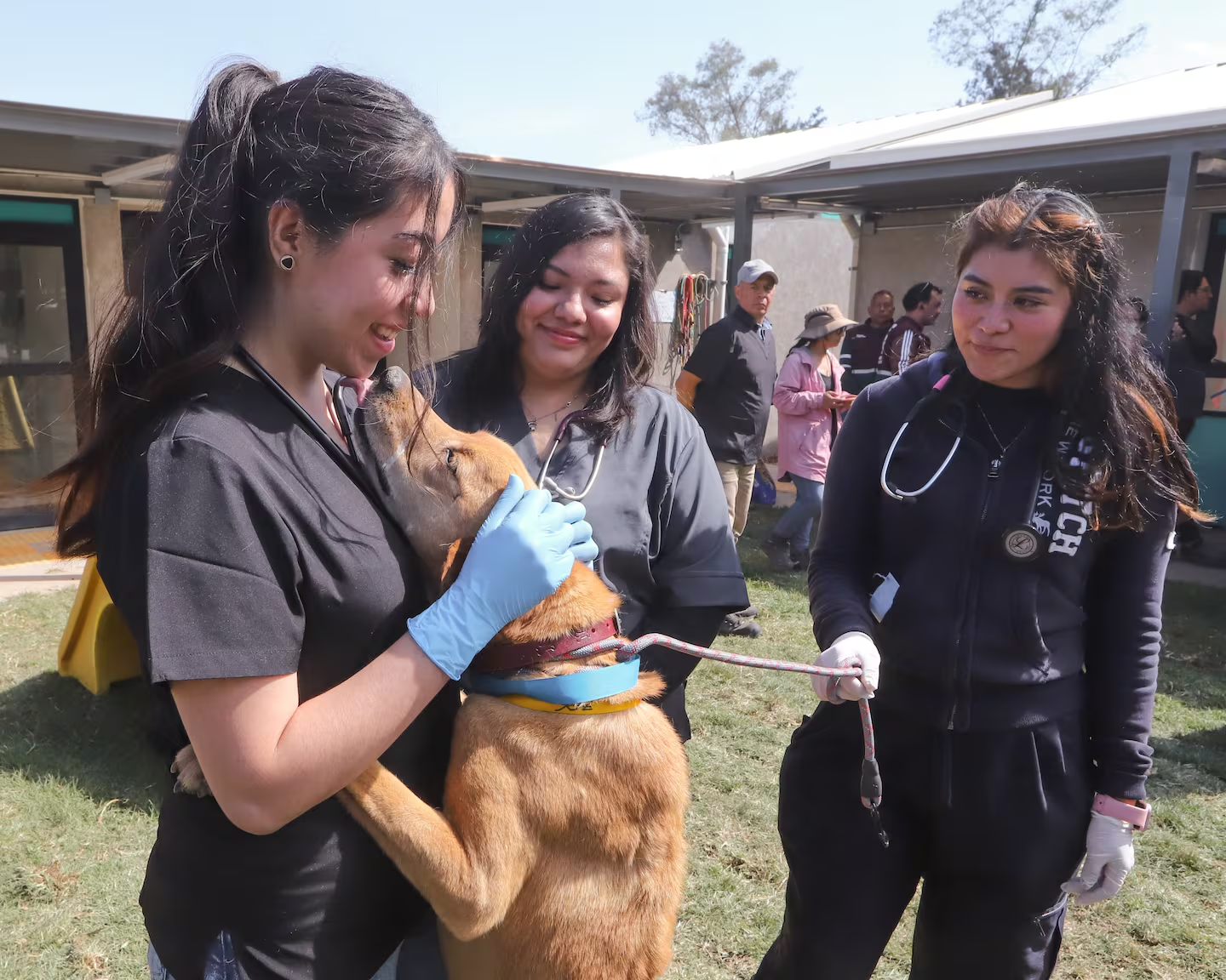 Así funciona el albergue de la GAM donde permanecen 170 perros rescatados de Cuajimalpa