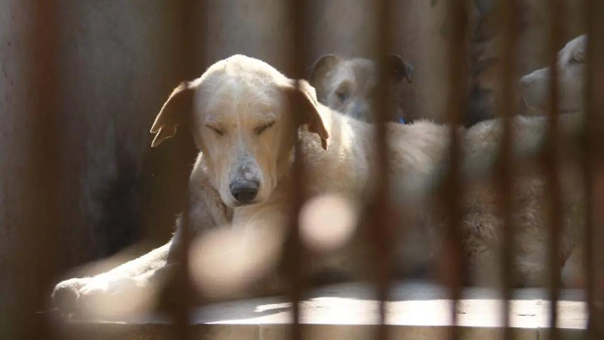 Directora del Refugio Franciscano exige ver a los perros rescatados