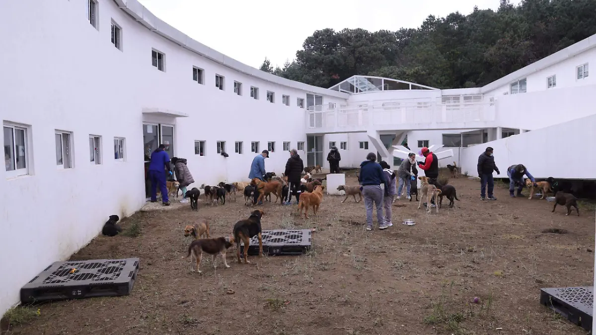 Establecen lineamientos para la visita de activistas al albergue canino en GAM