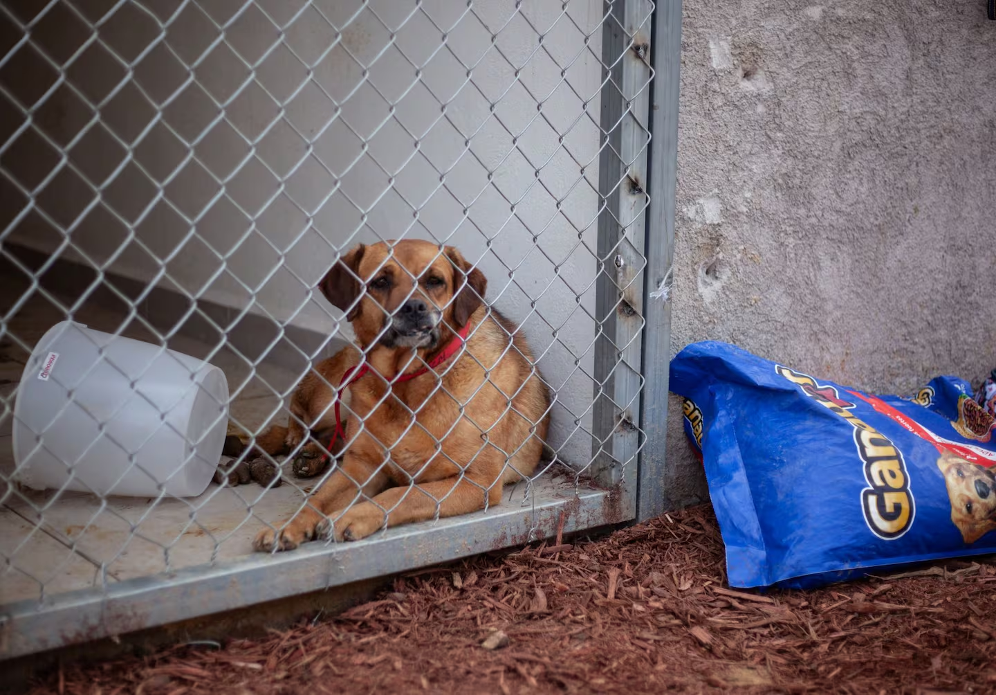 Brugada enviará al Congreso propuesta para regular albergues de animales