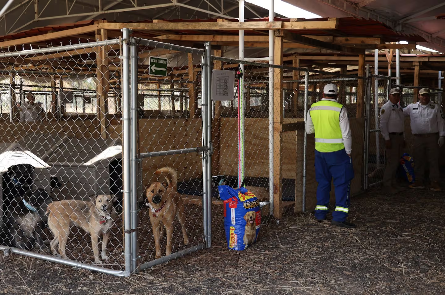 La Brigada de Vigilancia Animal resguarda a casi la mitad de los perros rescatados en Cuajimalpa