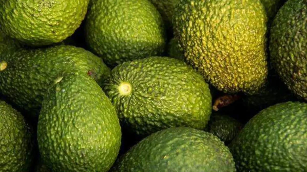 La Senadora Mariela Gutiérrez busca abrir el mercado de EE. UU. al aguacate mexiquense