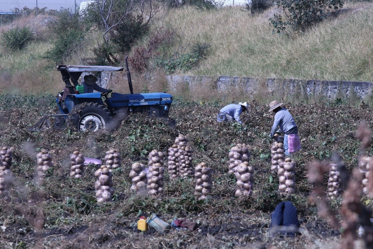 Gobierno impulsa Certificado Laboral para formalizar a 200 mil trabajadores agrícolas