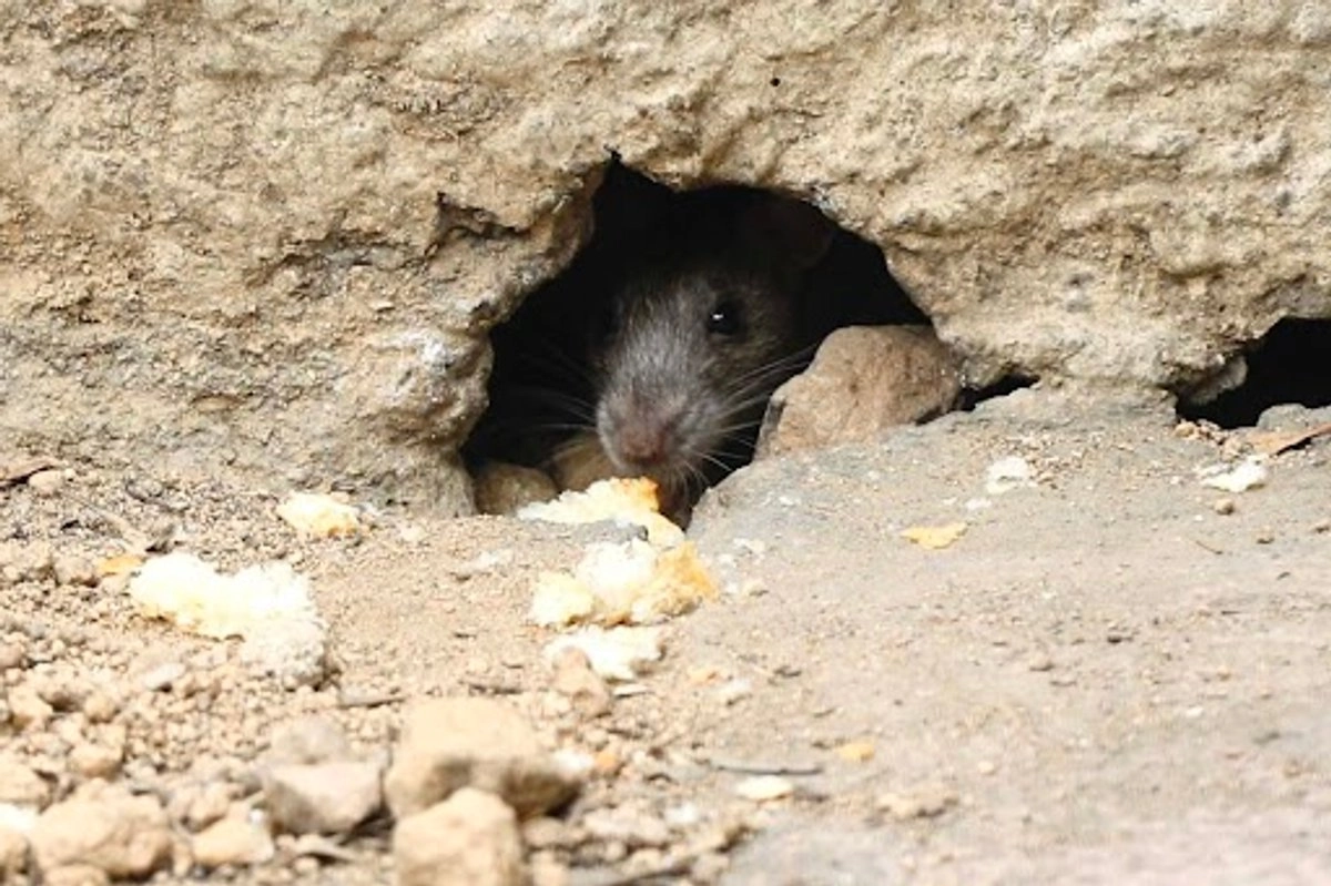Azota fauna de roedores en Paseo de la Reforma,estancia de visitantes y trabajadores