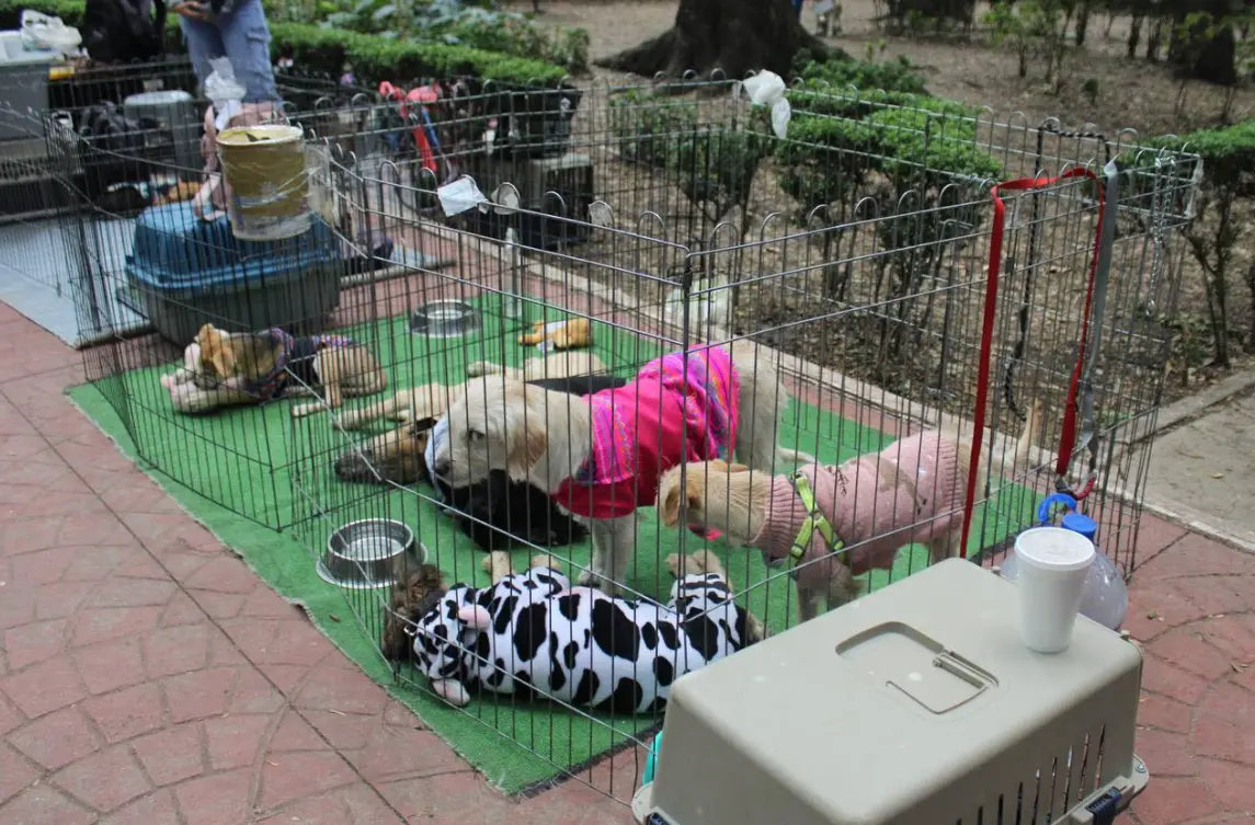 Alcaldía Cuauhtémoc supervisa adopciones en Parque México tras denuncias ciudadanas sin hallar irregularidade s graves