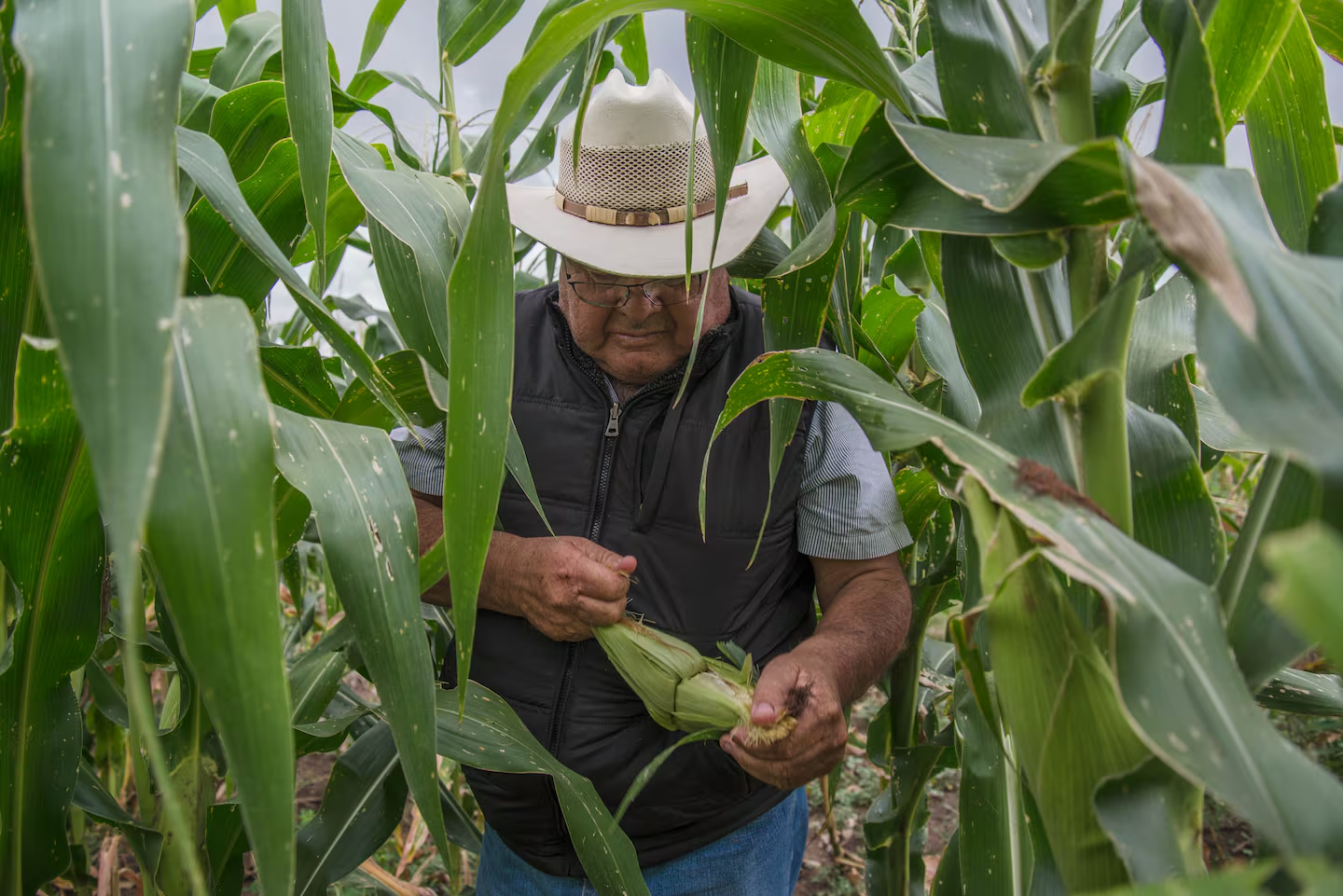 Alerta sector agrícola importación masiva de maíz, leche en polvo, y carne de EE.UU; campo mexicano en “lí mites inimaginables”
