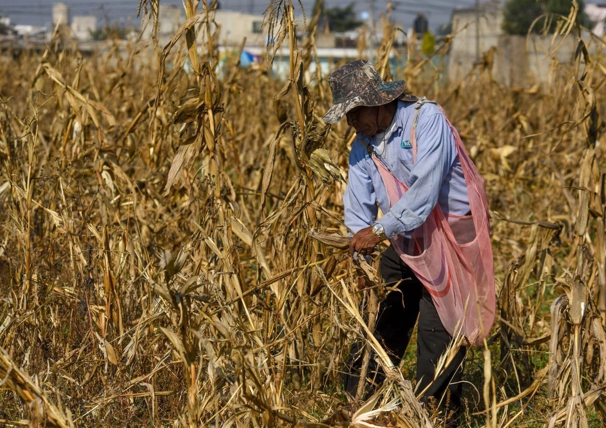Sader y gobierno de Sinaloa anuncian acuerdo de compra de 1.1 millones de toneladas de maíz