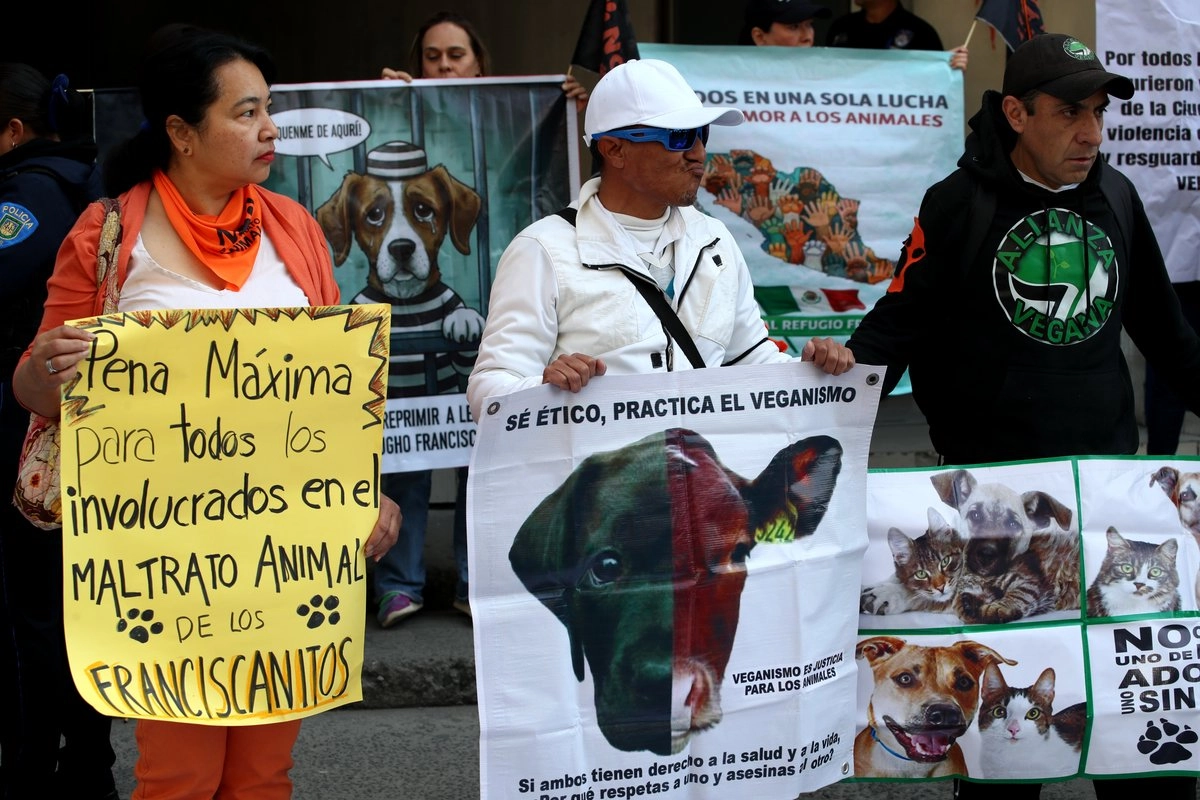Refugio Franciscano busca impedir que Gobierno de CDMX ponga en adopción a 936 perros rescatados