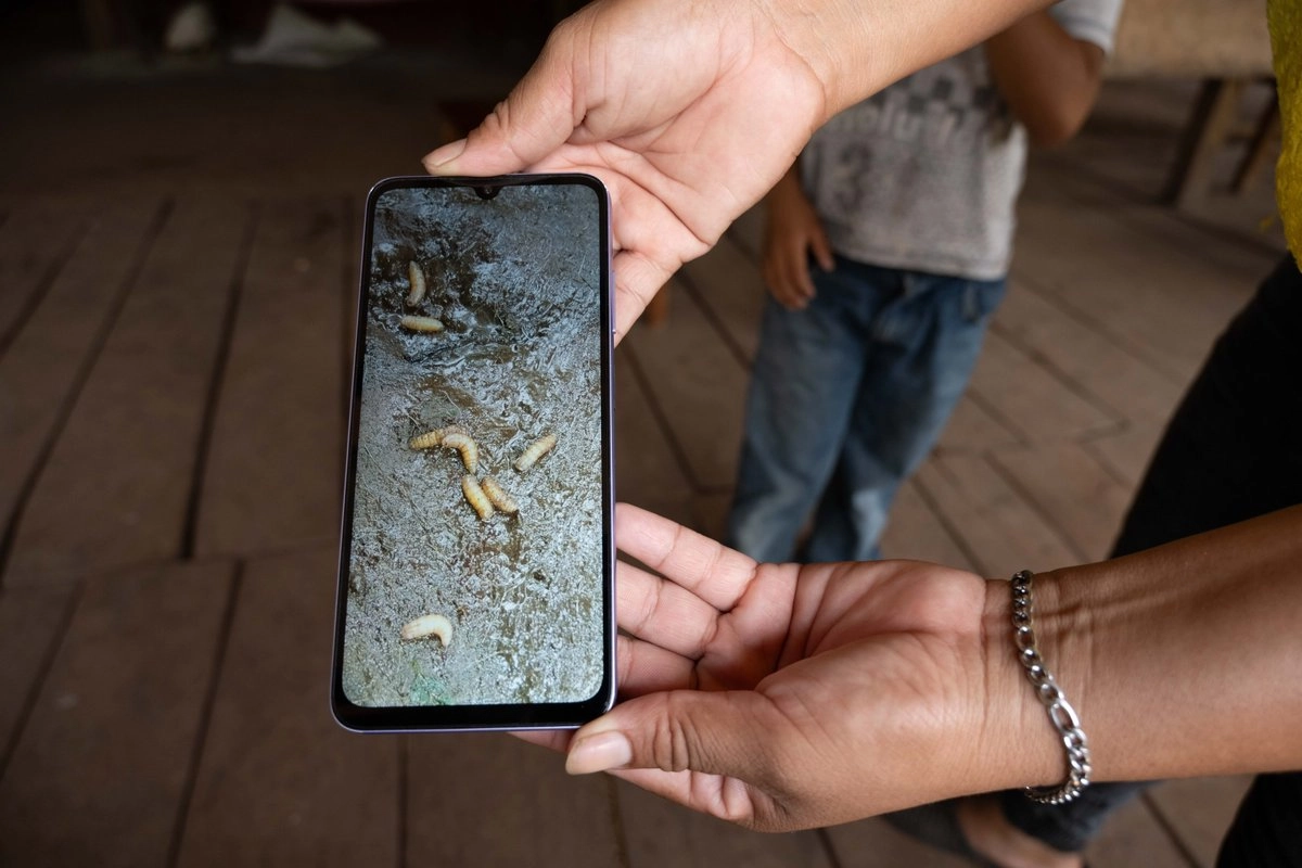 Instalan más de 574 mil trampas contra gusano barrenador y capturan 11.6 millones de moscas