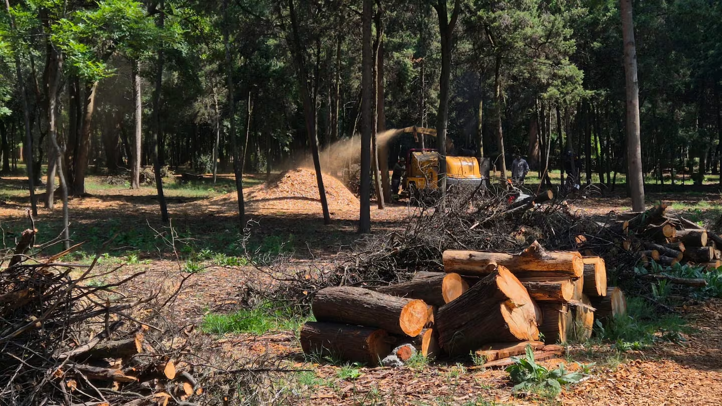 Semarnat interviene en Parque Los Viveros con acciones de saneamiento ambienta
