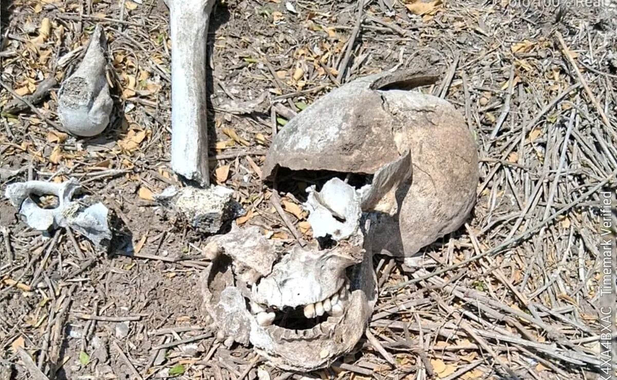Hallan restos humanos y evidencias de violencia en Tamaulipas en un terreno del horror