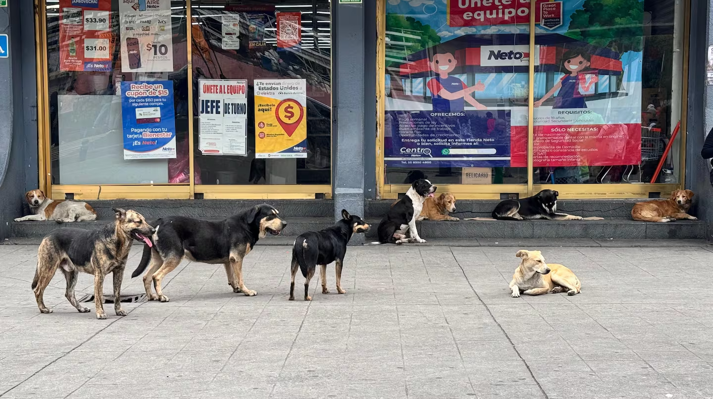 Estiman 1.2 millones de perros callejeros en CDMX