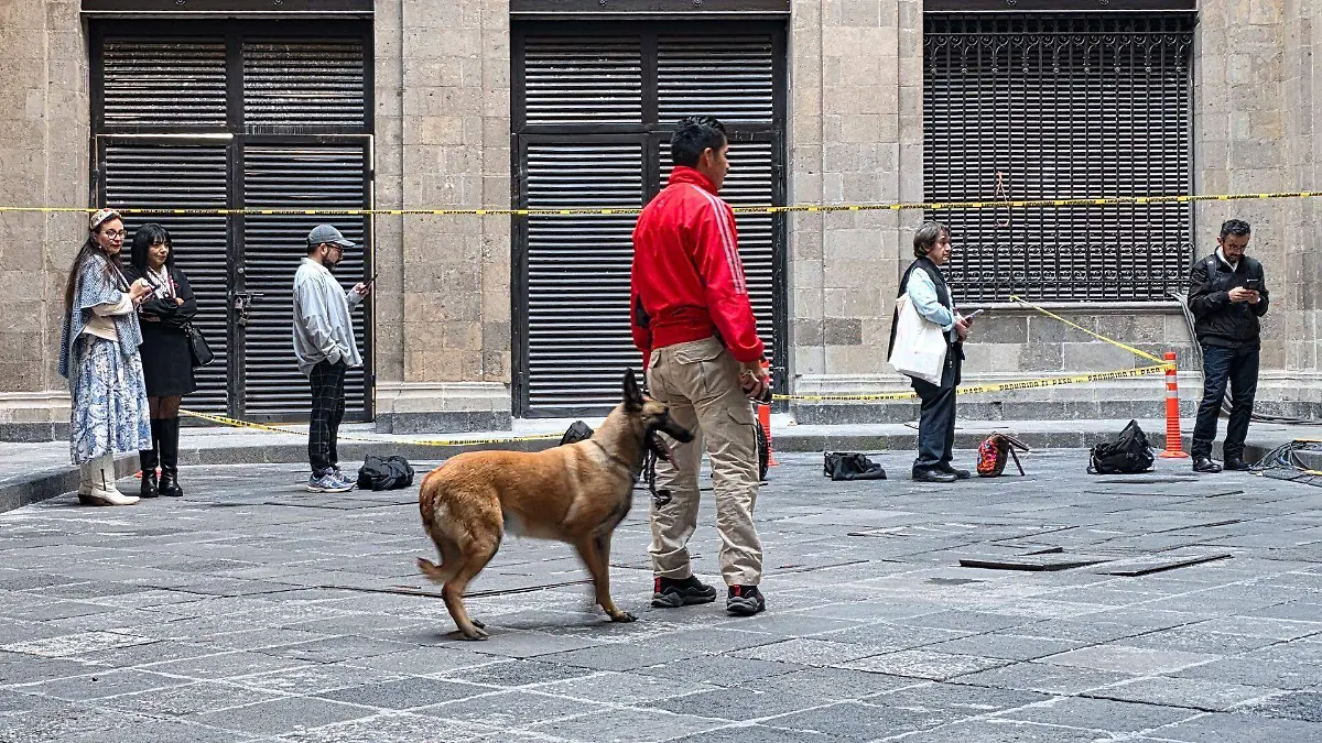 Proponen que turistas puedan hospedarse en hoteles con perritos y gatos en la CDMX