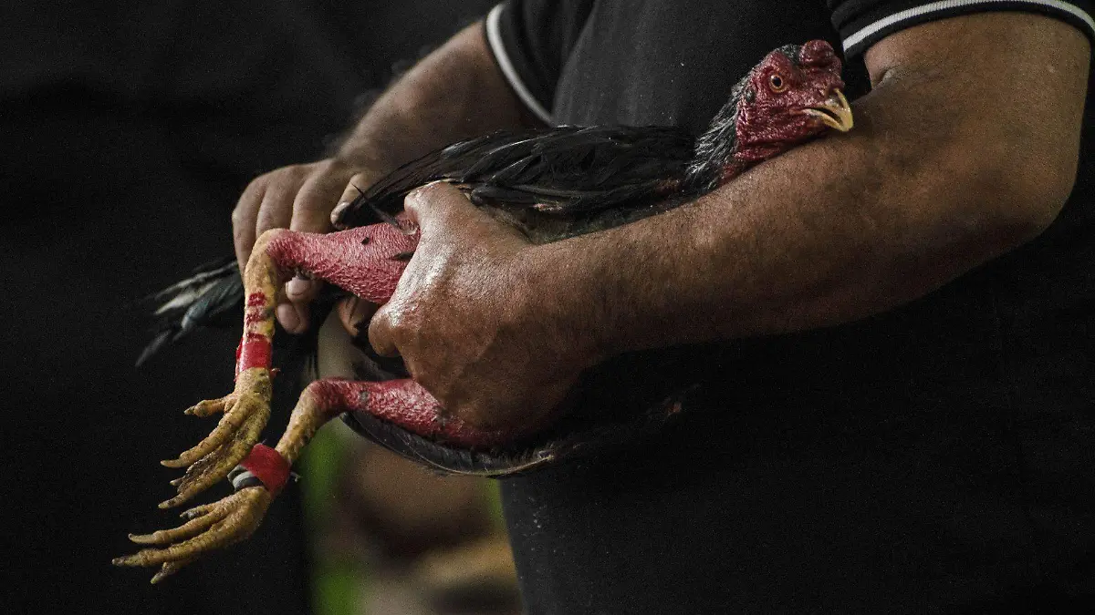 Peleas de gallos y corridas de toros continuarán en el Edomex