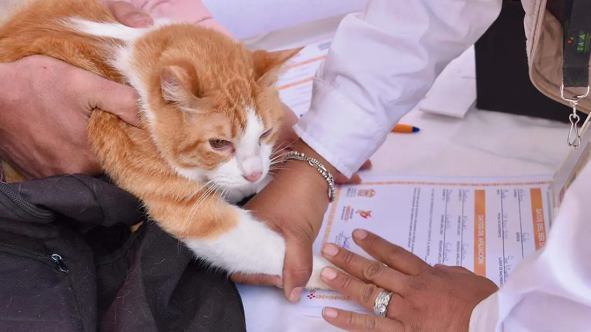 Inscripción al Registro Único de Animales de Compañía será obligatoria en Edomex: Requisitos y beneficios