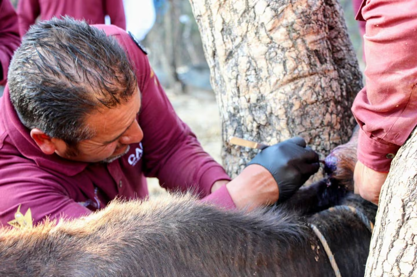 Estado de México instala cerco zoosanitario contra el Gusano Barrenador en municipios del sur