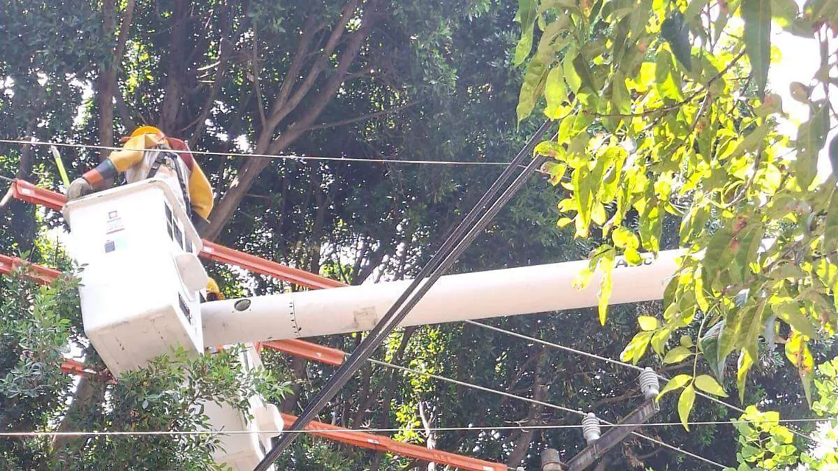 Sedema aplica protocolo para dar protección al árbol patrimonial Laureano en Benito Juárez