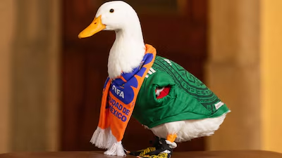 Coordenadas Políticas/Martín Aguilar/Pato no come pato
