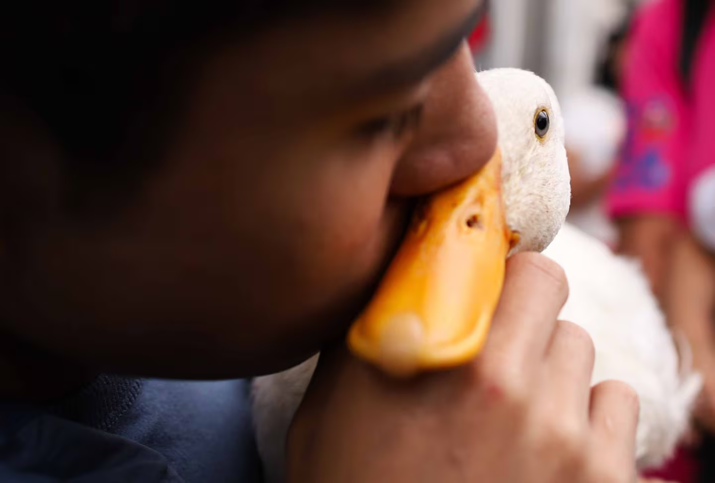 MC propone “Ley Merlín” a favor de los animales que generan valor económico